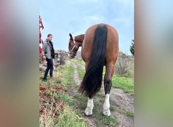 Warmblood pesado, Yegua, 2 años, 170 cm, Castaño