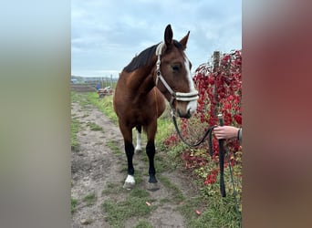 Warmblood pesado, Yegua, 2 años, 170 cm, Castaño