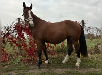 Warmblood pesado, Yegua, 2 años, 170 cm, Castaño