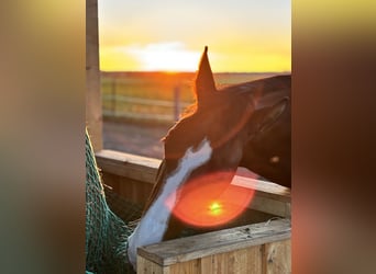 Warmblood pesado, Yegua, 2 años, 170 cm, Castaño