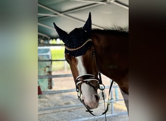 Warmblood pesado, Yegua, 2 años, 170 cm, Castaño