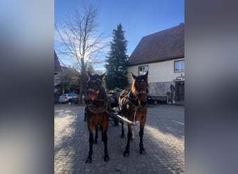 Warmblood pesado Mestizo, Yegua, 3 años, 160 cm, Castaño