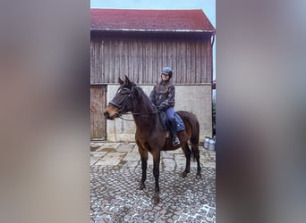 Warmblood pesado Mestizo, Yegua, 3 años, 160 cm, Castaño