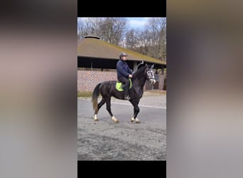 Warmblood pesado, Yegua, 3 años, 160 cm, Tordo