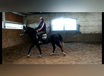 Warmblood pesado, Yegua, 3 años, 160 cm, Tordo