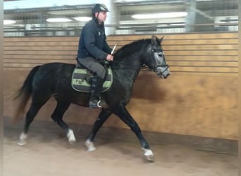 Warmblood pesado, Yegua, 3 años, 160 cm, Tordo