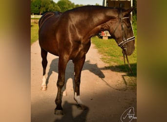 Warmblood pesado, Yegua, 3 años, 161 cm, Negro