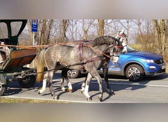 Warmblood pesado, Yegua, 3 años, 162 cm, Tordo