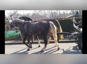 Warmblood pesado, Yegua, 3 años, 162 cm, Tordo