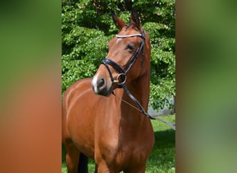 Warmblood pesado, Yegua, 3 años, 164 cm, Castaño