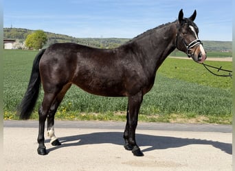 Warmblood pesado, Yegua, 3 años, 164 cm, Castaño oscuro