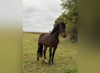 Warmblood pesado, Yegua, 3 años, 165 cm, Castaño