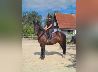Warmblood pesado, Yegua, 3 años, 165 cm, Castaño oscuro