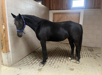 Warmblood pesado, Yegua, 3 años, 165 cm, Negro