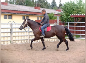 Warmblood pesado, Yegua, 3 años, 165 cm, Negro