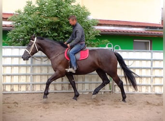 Warmblood pesado, Yegua, 3 años, 165 cm, Negro