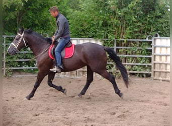 Warmblood pesado, Yegua, 3 años, 165 cm, Negro