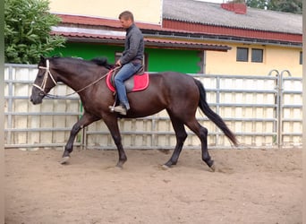 Warmblood pesado, Yegua, 3 años, 165 cm, Negro