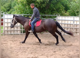 Warmblood pesado, Yegua, 3 años, 165 cm, Negro