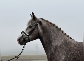 Warmblood pesado Mestizo, Yegua, 3 años, 165 cm, Tordo rodado