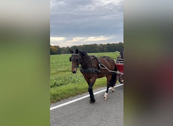 Warmblood pesado, Yegua, 3 años, 168 cm, Castaño
