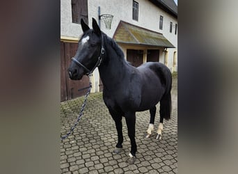 Warmblood pesado, Yegua, 4 años, 150 cm, Negro