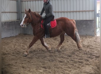 Warmblood pesado Mestizo, Yegua, 4 años, 155 cm, Alazán