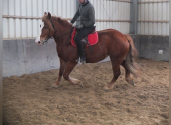 Warmblood pesado Mestizo, Yegua, 4 años, 155 cm, Alazán