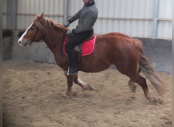 Warmblood pesado Mestizo, Yegua, 4 años, 155 cm, Alazán