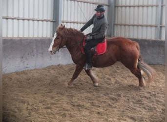 Warmblood pesado Mestizo, Yegua, 4 años, 155 cm, Alazán