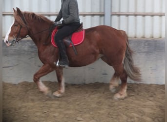 Warmblood pesado Mestizo, Yegua, 4 años, 155 cm, Alazán