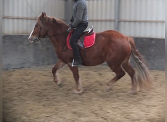 Warmblood pesado Mestizo, Yegua, 4 años, 155 cm, Alazán