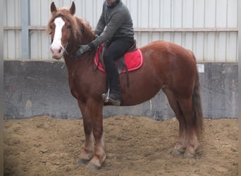 Warmblood pesado Mestizo, Yegua, 4 años, 155 cm, Alazán