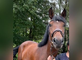 Warmblood pesado Mestizo, Yegua, 4 años, 157 cm, Castaño