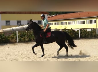 Warmblood pesado, Yegua, 4 años, 163 cm, Negro