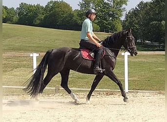 Warmblood pesado, Yegua, 4 años, 163 cm, Negro