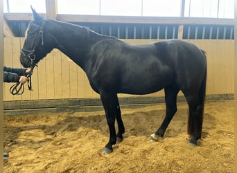 Warmblood pesado, Yegua, 4 años, 164 cm, Negro