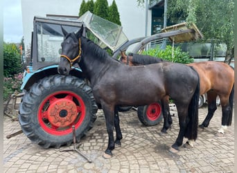 Warmblood pesado, Yegua, 4 años, 165 cm, Negro