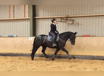 Warmblood pesado, Yegua, 4 años, 165 cm, Negro