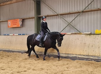 Warmblood pesado, Yegua, 4 años, 165 cm, Negro