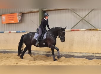 Warmblood pesado, Yegua, 4 años, 165 cm, Negro