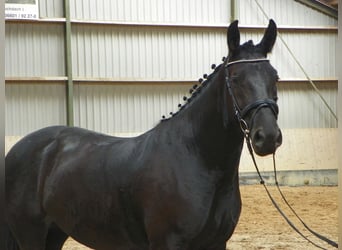 Warmblood pesado, Yegua, 4 años, 165 cm, Negro