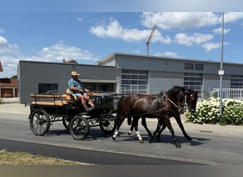 Warmblood pesado, Yegua, 4 años, 166 cm, Castaño oscuro
