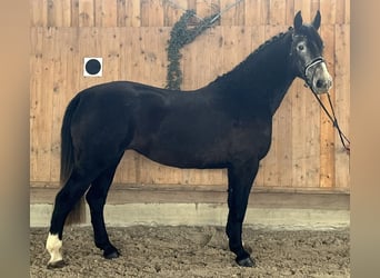 Warmblood pesado, Yegua, 4 años, 166 cm, Tordillo negro