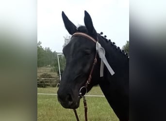 Warmblood pesado, Yegua, 4 años, 171 cm, Negro