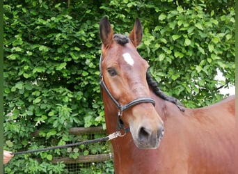 Warmblood pesado Mestizo, Yegua, 5 años, 155 cm