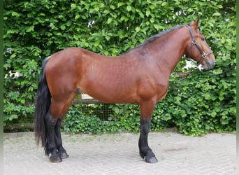 Warmblood pesado Mestizo, Yegua, 5 años, 155 cm