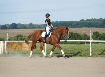 Warmblood pesado, Yegua, 5 años, 162 cm, Alazán