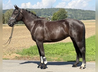 Warmblood pesado, Yegua, 5 años, 162 cm, Negro