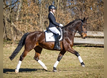Warmblood pesado, Yegua, 5 años, 165 cm, Castaño